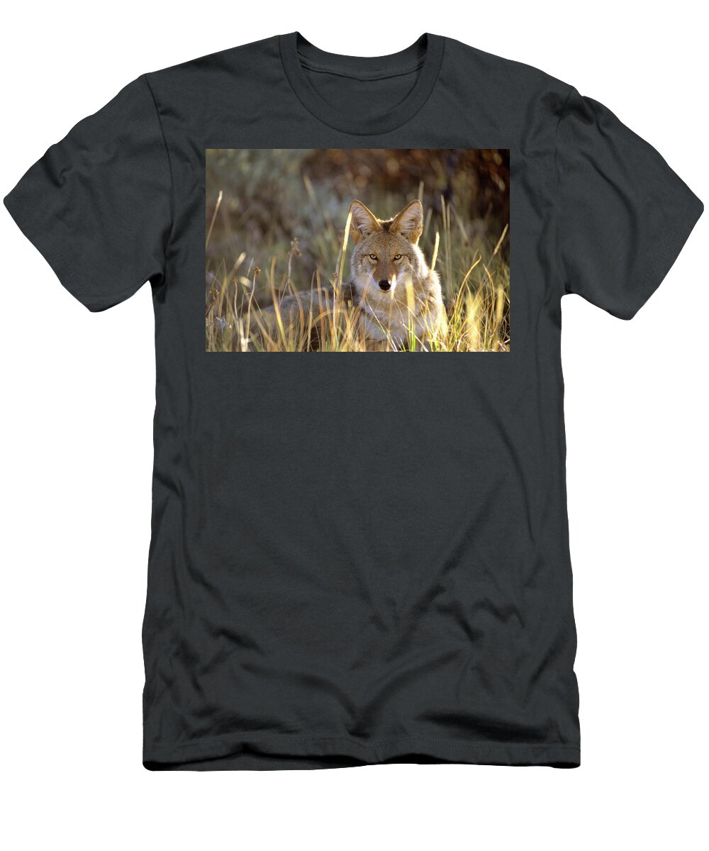 1 a Coyote Canis Latrans Stares Jeff Diener T-Shirt