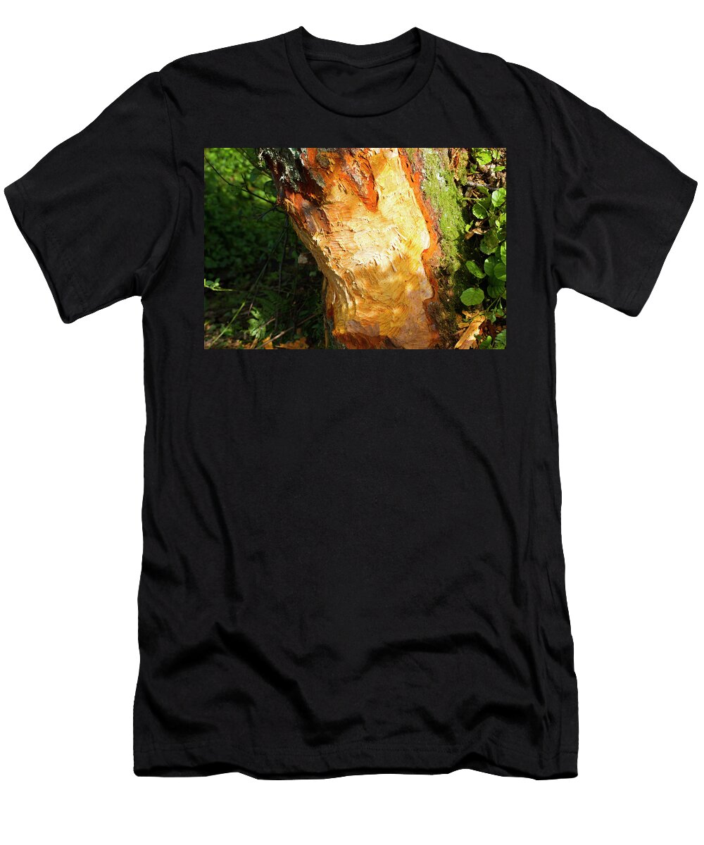 1 Alder Tree Eaten At Its Base By Beaver Bevis Trust David Woodfall Natureplcom T-Shirt