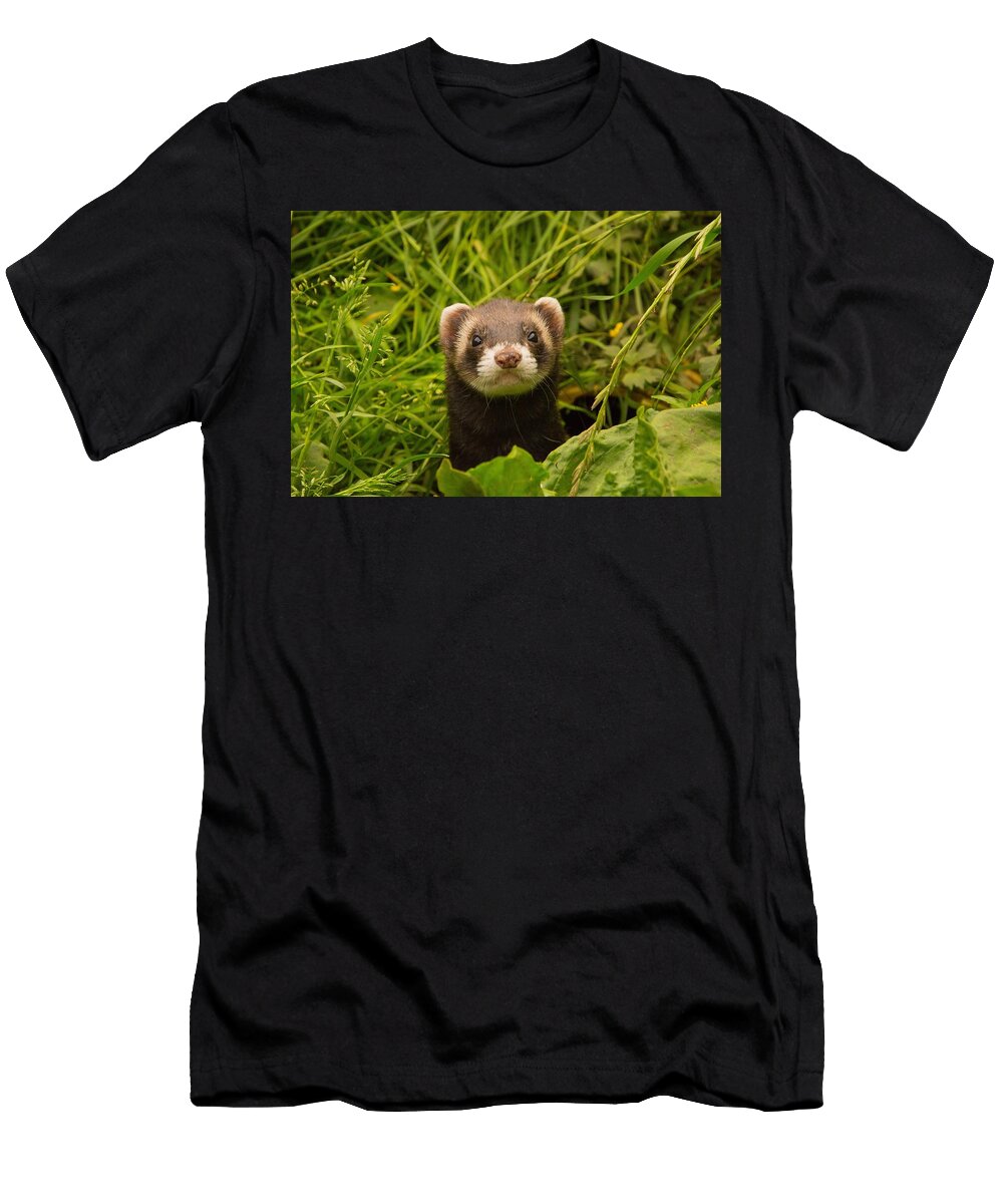 1 Animals Ferret Animal Welfare Mona Master T-Shirt