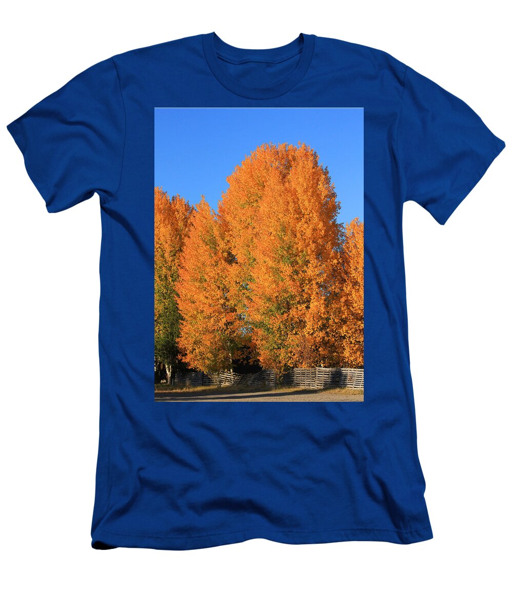 1 Aspens in Fall Ed Cooper Photography T-Shirt