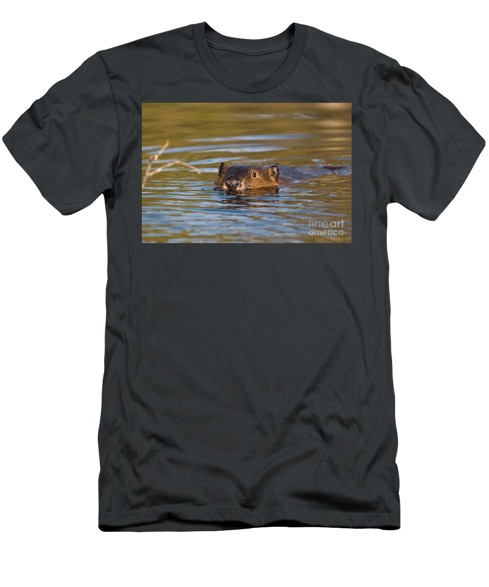 1 Beaver Swimming Ron Sanford T-Shirt