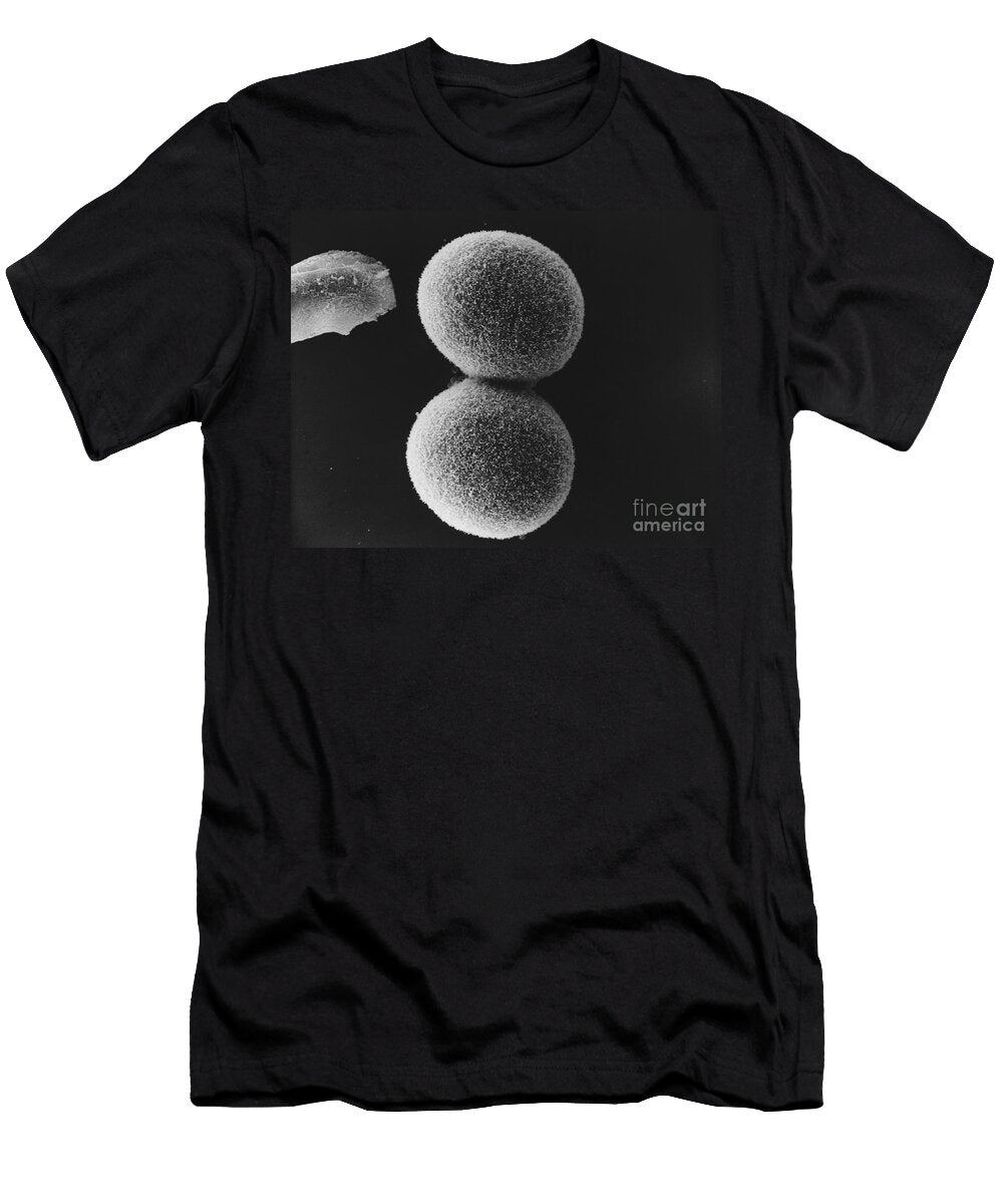 1 Cleavage in Hamster Embryo Sem David M Phillips T-Shirt