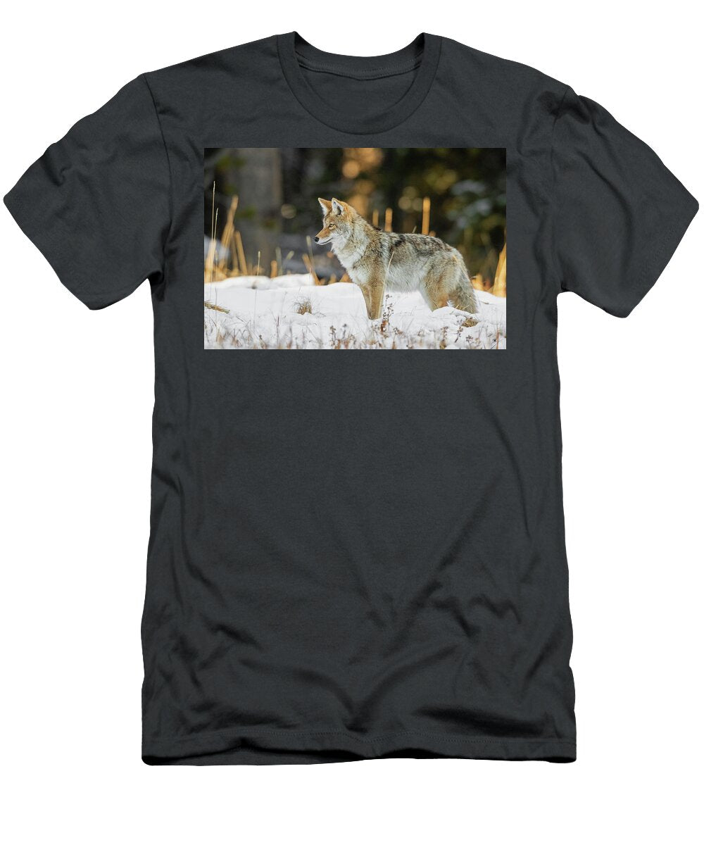 1 Coyote Hunting After a Fresh Snowfall Yellowstone National George Sanker Natureplcom T-Shirt