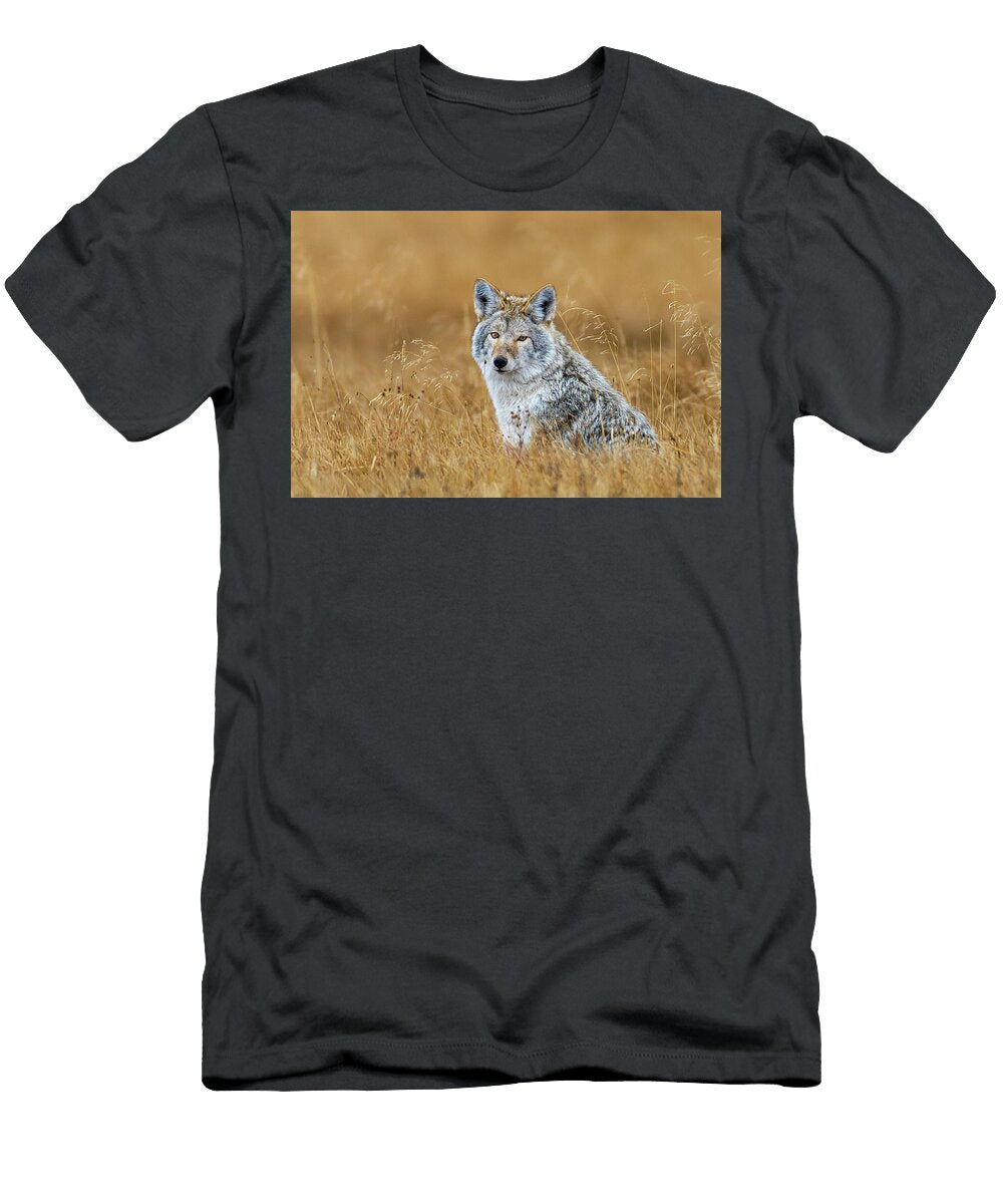 1 Coyote in Golden Field Amy Booth T-Shirt