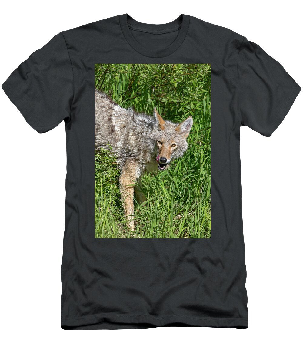 1 Coyote Licking Her Lips George Erwin Turner T-Shirt
