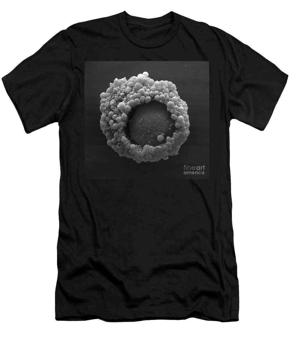 1 Cumulus Oophorus Cells David M Phillips T-Shirt