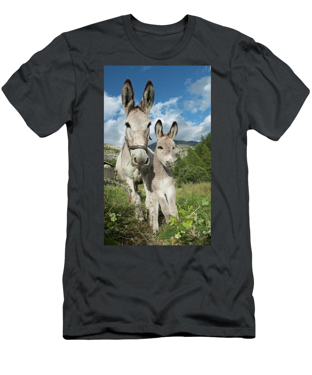 1 Donkey Female and Young Used for Tourist Rides At Jean E Roche Natureplcom T-Shirt