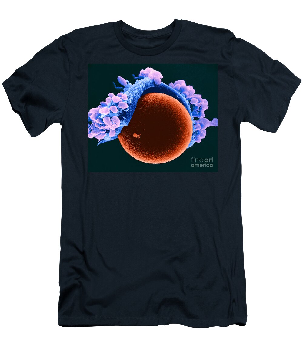 1 Egg Cell in Hamster Sem David M Phillips T-Shirt
