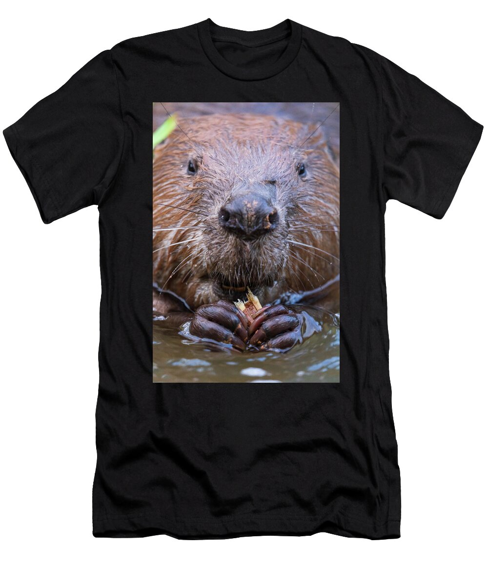1 European Beaver Feeding Alhama River Ebro Valley Eduardo Blanco Natureplcom T-Shirt