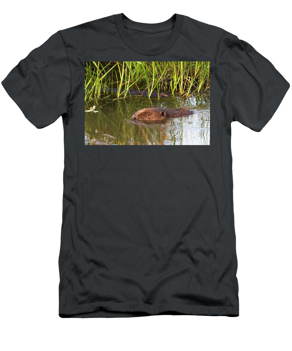 1 European Beaver Swimming in Wetland in Captive Breeding David Woodfall Natureplcom T-Shirt