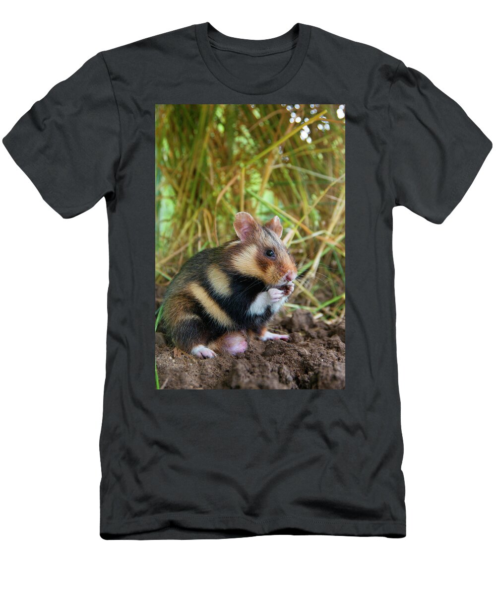 1 European Hamster in a Ripe Wheat Field Limburg the Edwin Giesbers Natureplcom T-Shirt
