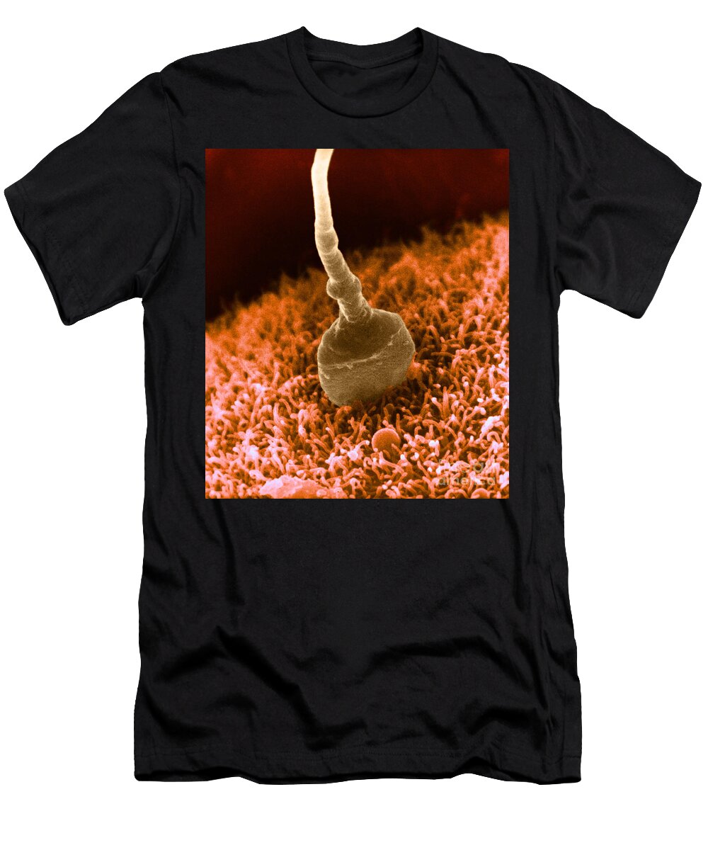 1 Human Sperm Fertilizing Hamster Egg Sem David M Phillips T-Shirt