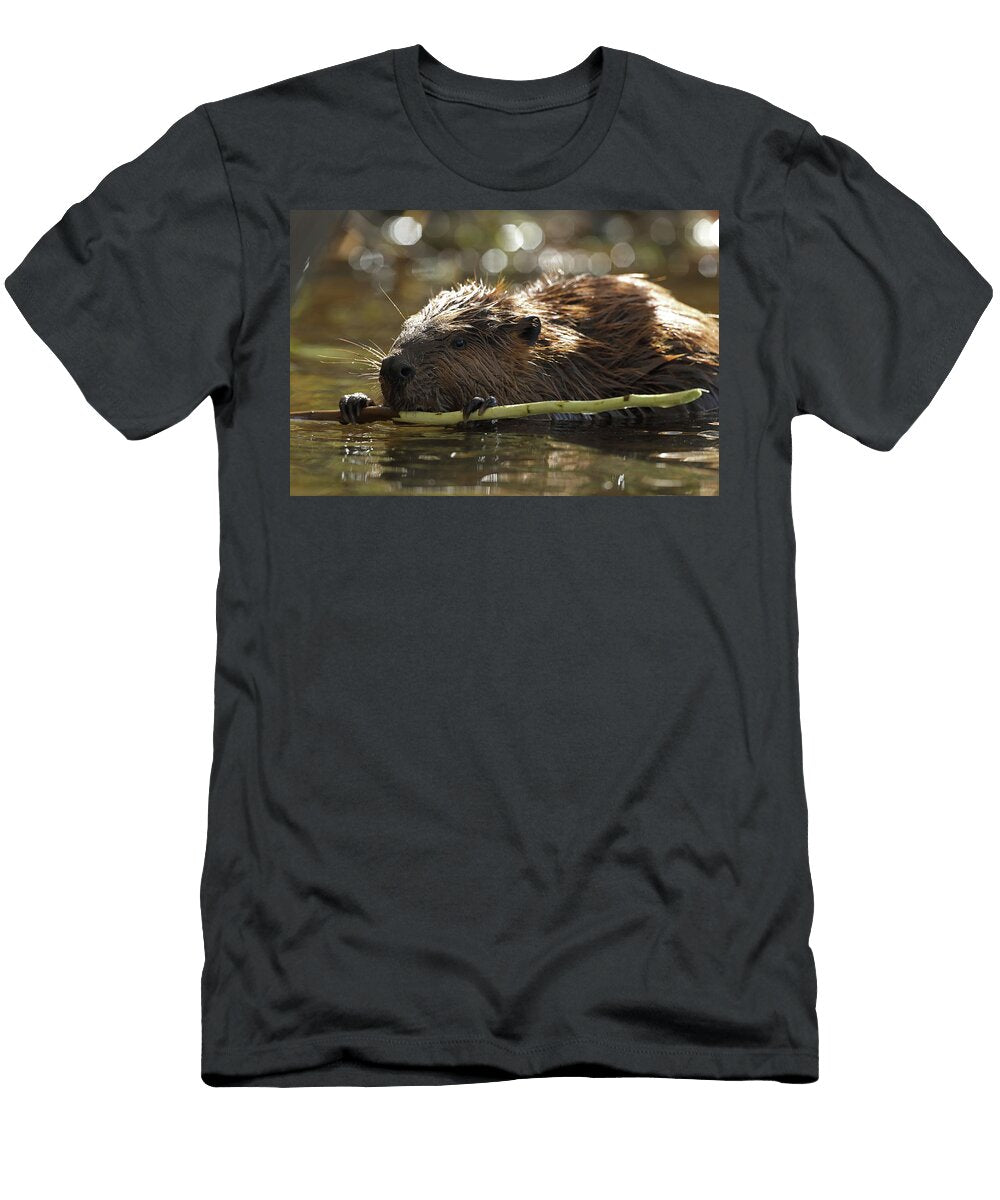 1 North American Beaver Feeding on Tree Bark Maryland USA John Cancalosi Natureplcom T-Shirt