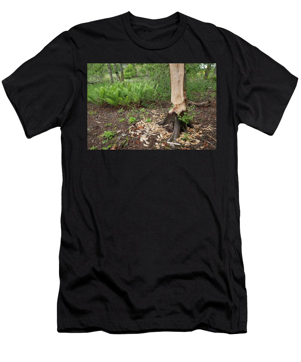 1 Silver Birch Tree Damaged By Beavers Bamff Estate Scotland the Big Picture Natureplcom T-Shirt