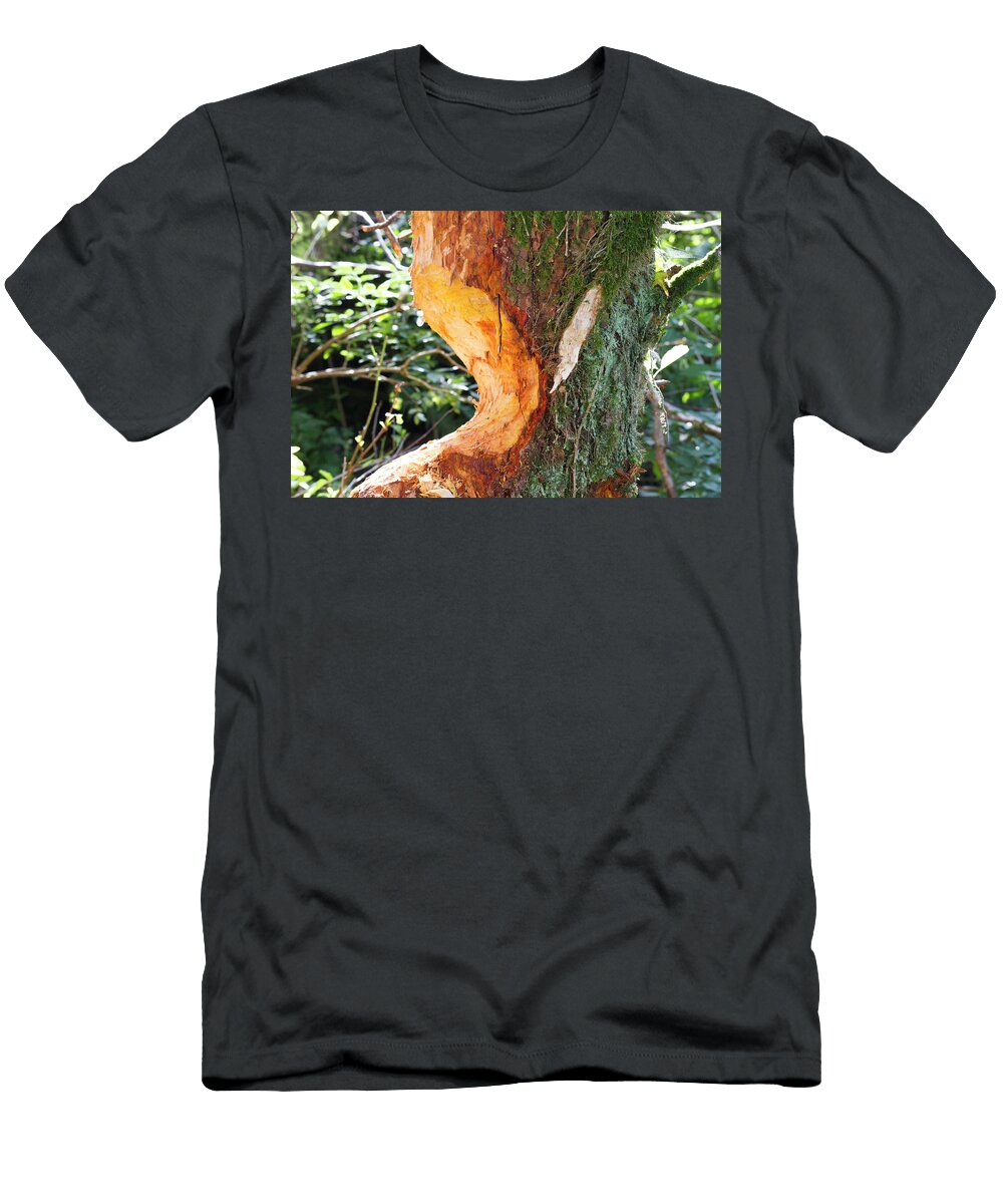 2 Alder Tree Eaten At Its Base By Beaver Bevis Trust David Woodfall Natureplcom T-Shirt