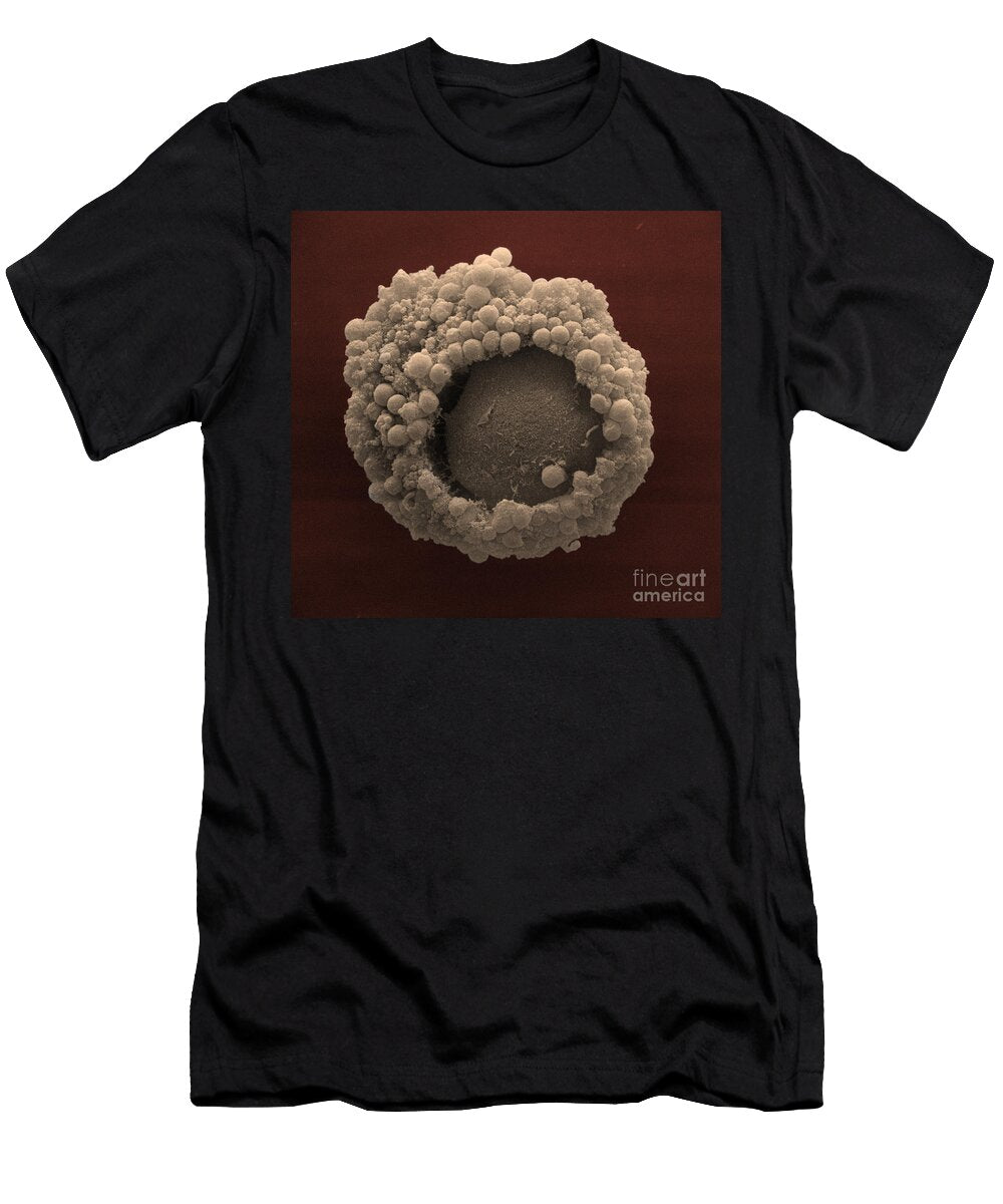 2 Cumulus Oophorus Cells David M Phillips T-Shirt