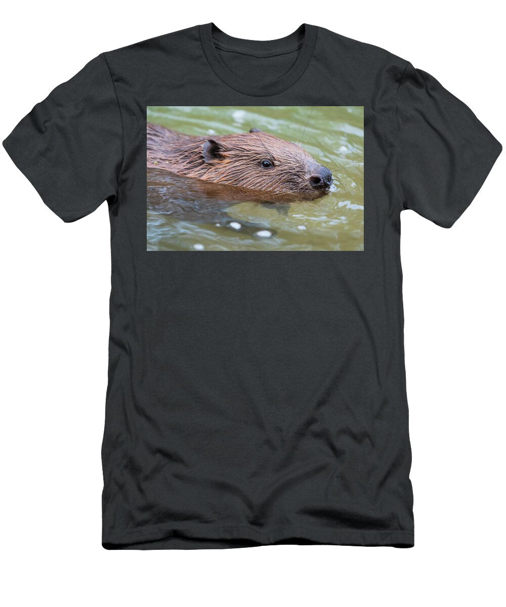 2 European Beaver Swimming Alhama River Ebro Valley Eduardo Blanco Natureplcom T-Shirt