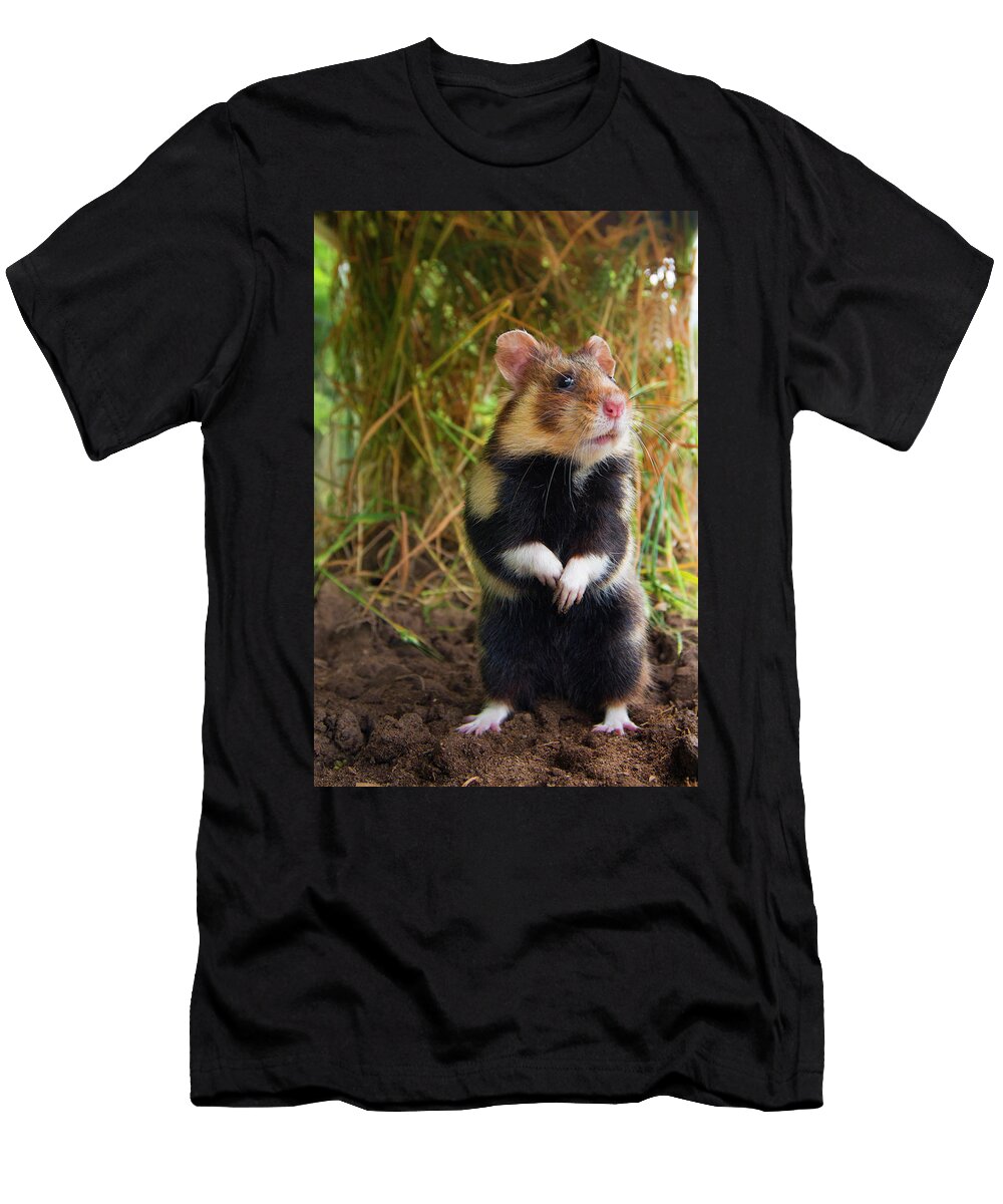 2 European Hamster in a Ripe Wheat Field Limburg the Edwin Giesbers Natureplcom T-Shirt