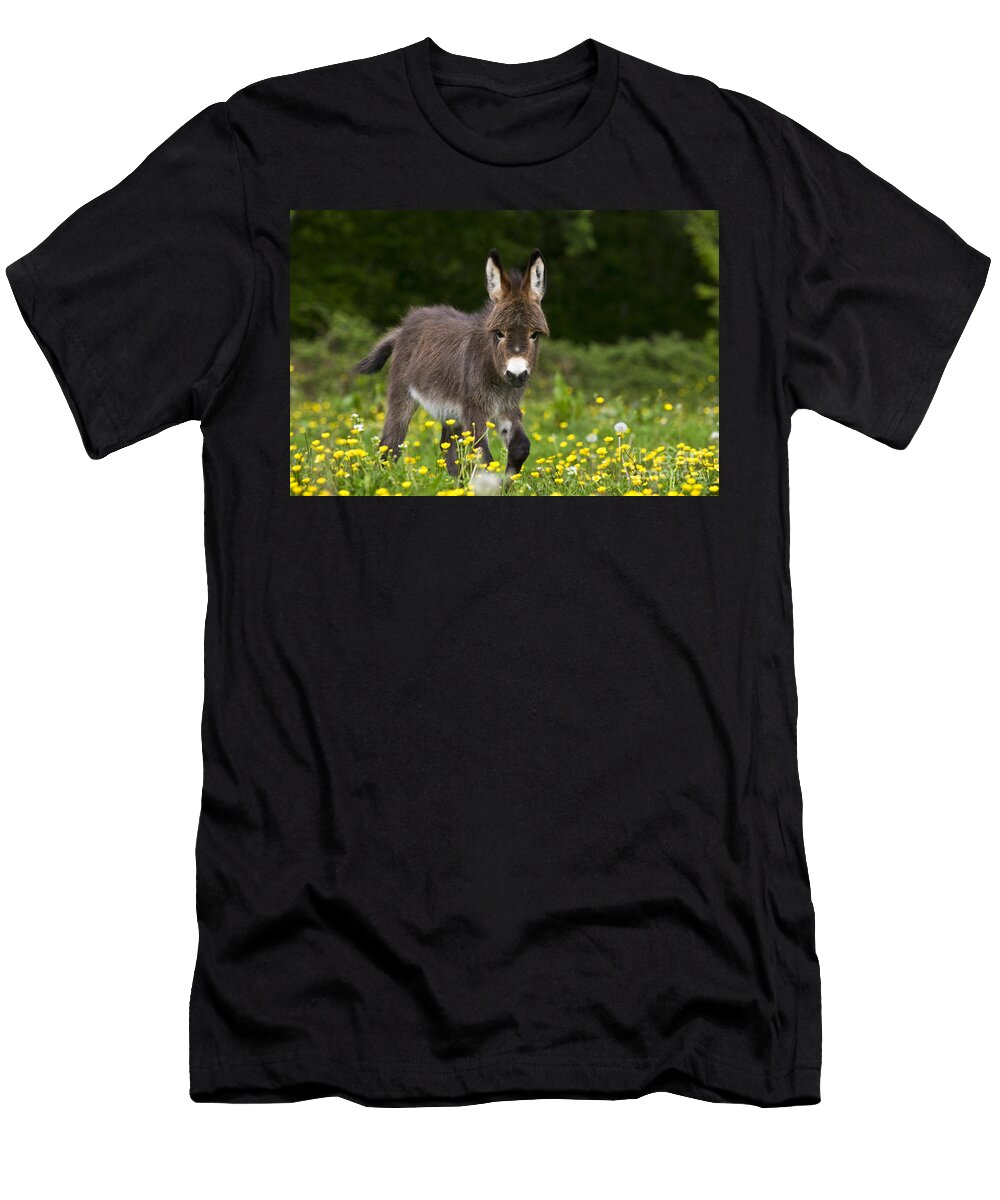 2 Miniature Donkey Foal Jean Louis Klein Marie Luce Hubert T-Shirt