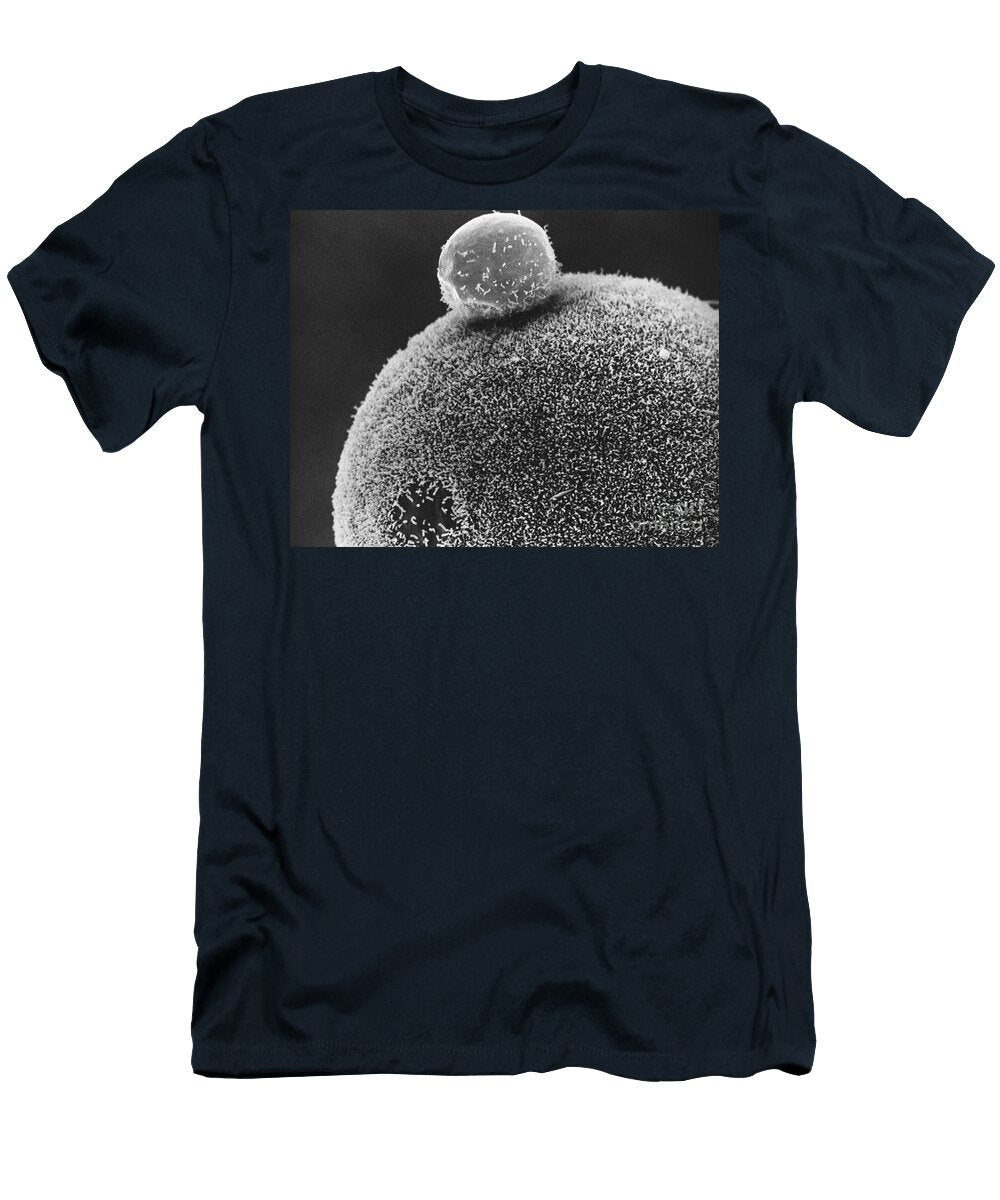 2 Polar Body on Hamster Ovum Sem David M Phillips T-Shirt