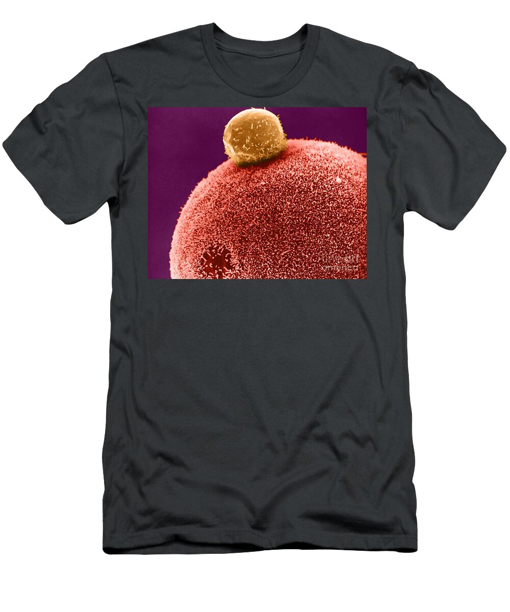 2 Polar Body on Ovum Sem David M Phillips T-Shirt
