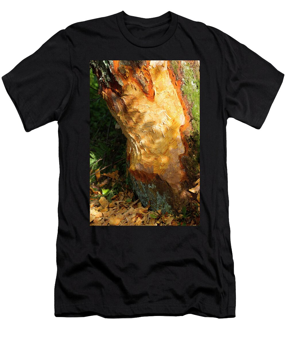 3 Alder Tree Eaten At Its Base By Beaver Bevis Trust David Woodfall Natureplcom T-Shirt