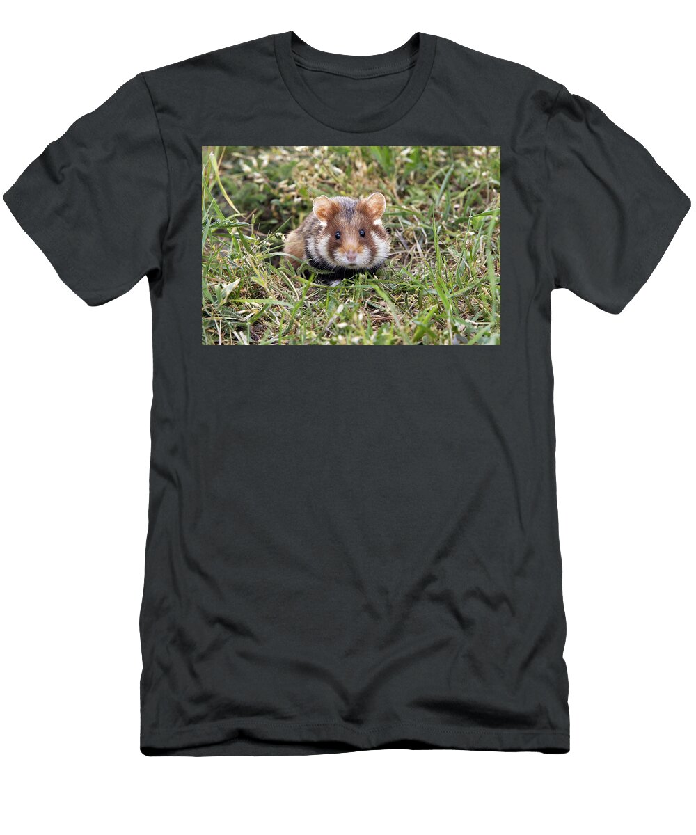 3 European Hamster M Watson T-Shirt