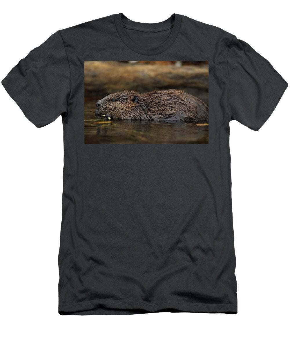 3 North American Beaver Feeding on Tree Bark Maryland USA John Cancalosi Natureplcom T-Shirt