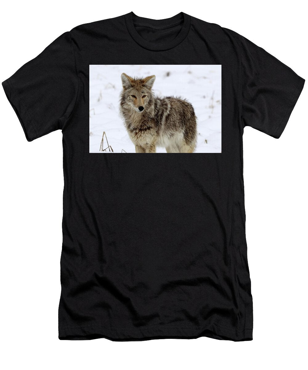 31 Coyote Yellowstone USA Bob Savage T-Shirt