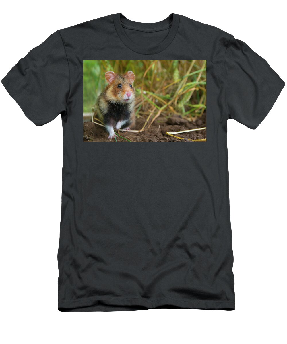 4 European Hamster in a Ripe Wheat Field Limburg the Edwin Giesbers Natureplcom T-Shirt