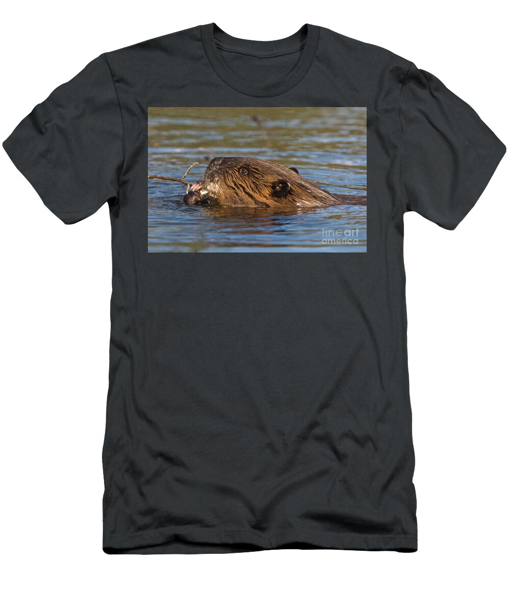 5 Beaver Castor Canadensis Ron Sanford T-Shirt