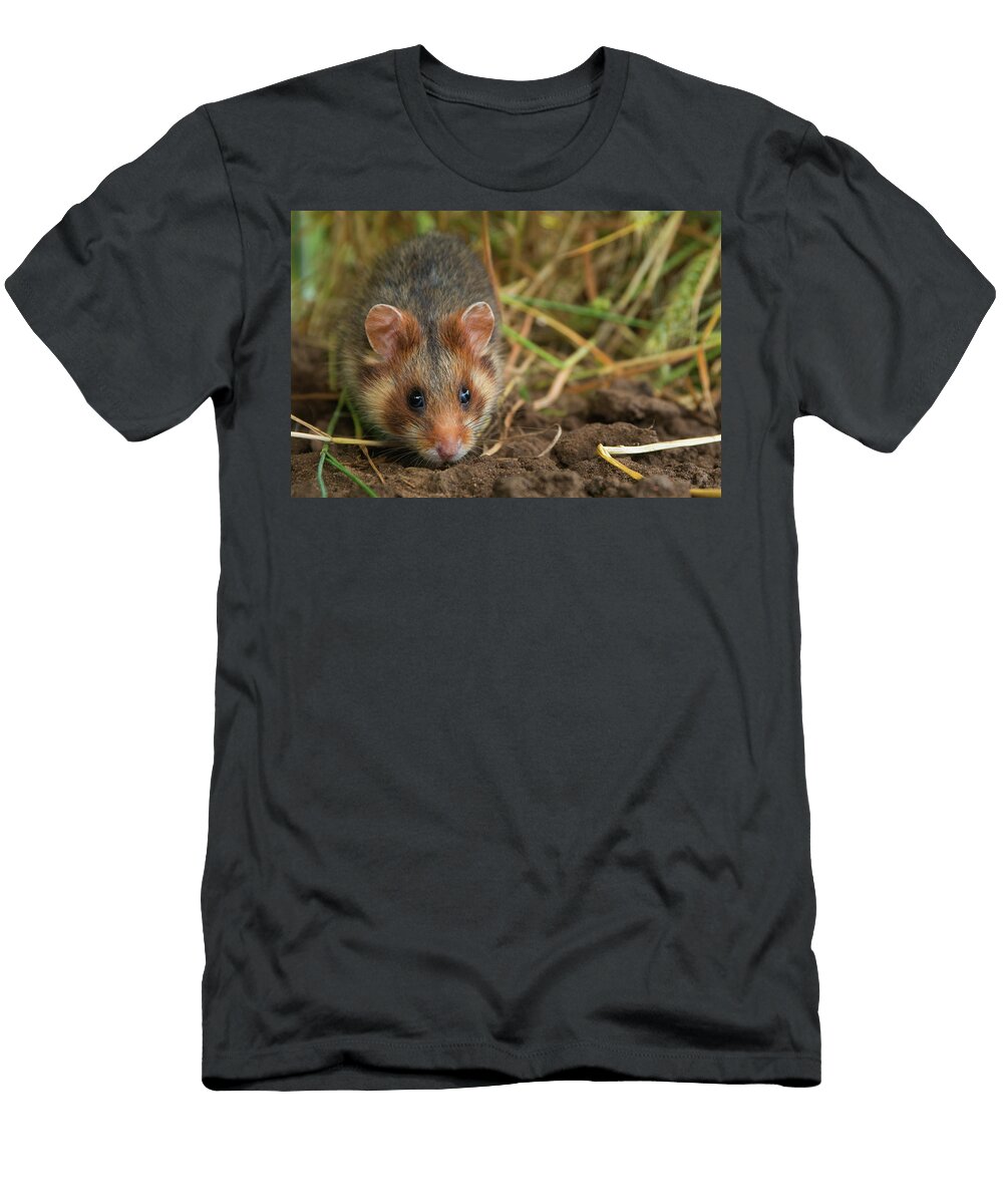 5 European Hamster in a Ripe Wheat Field Limburg the Edwin Giesbers Natureplcom T-Shirt