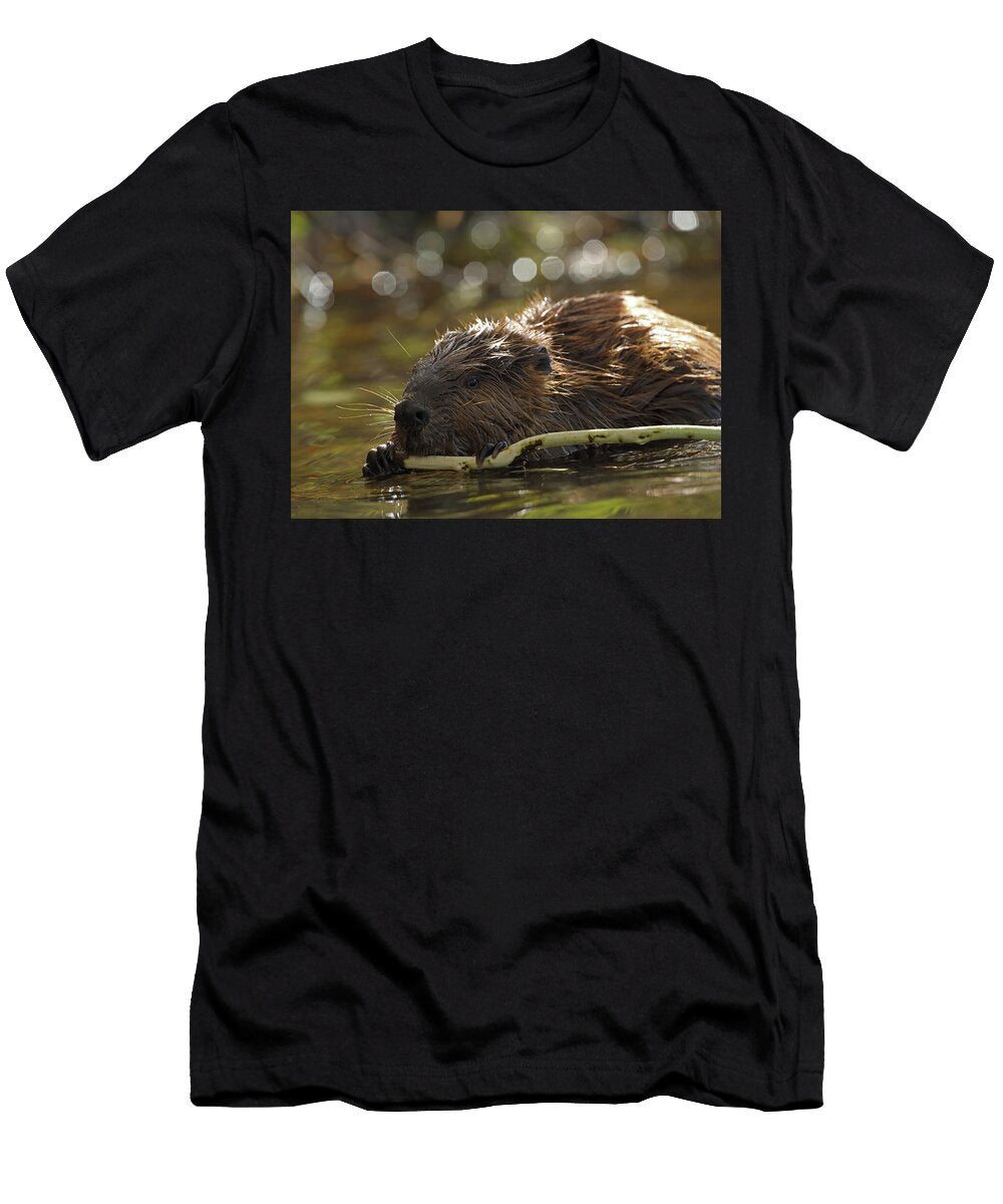 5 North American Beaver Feeding on Tree Bark Maryland USA John Cancalosi Natureplcom T-Shirt