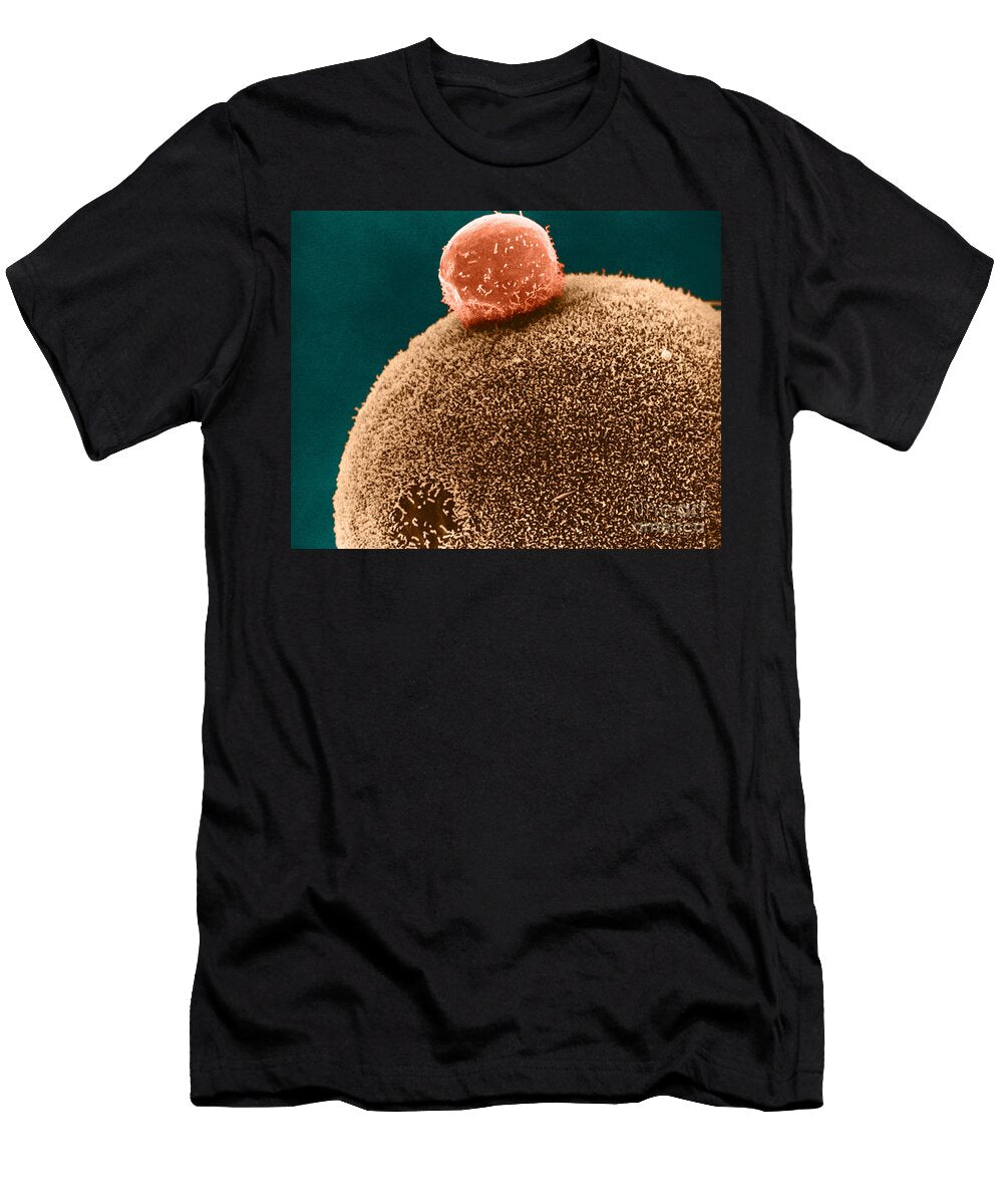 5 Polar Body on Ovum Sem David M Phillips T-Shirt