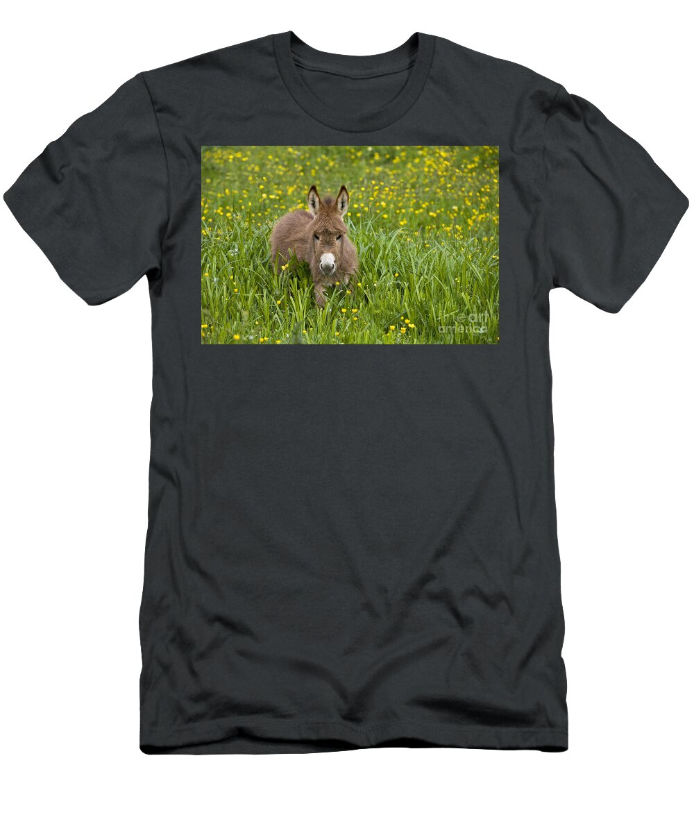 8 Miniature Donkey Foal Jean Louis Klein Marie Luce Hubert T-Shirt