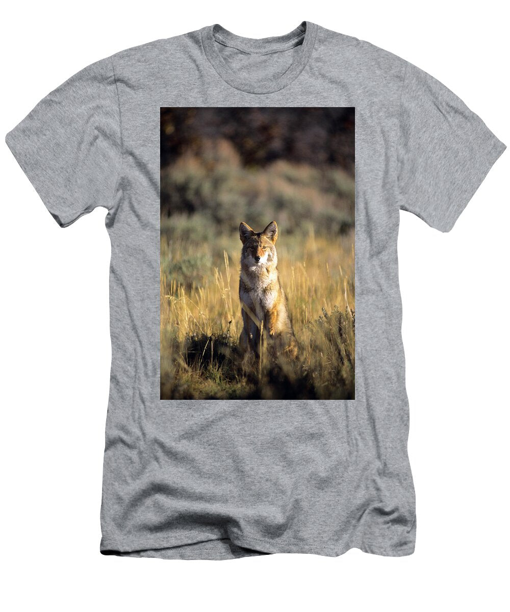 A Coyote Canis Latrans Stares Jeff Diener T-Shirt