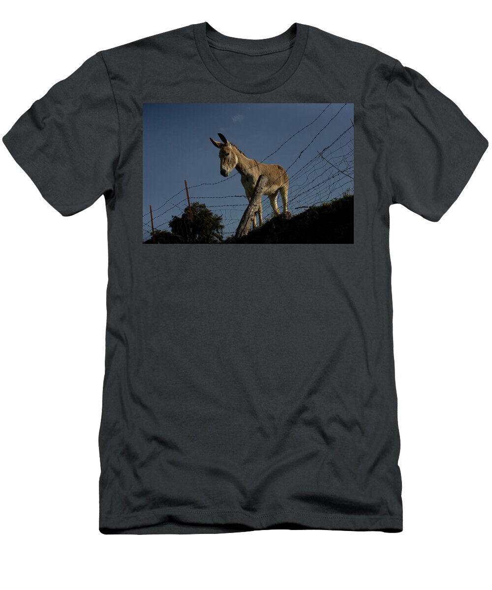 A Donkey Looks Out From Behind a Barbed Chico Sanchez T-Shirt