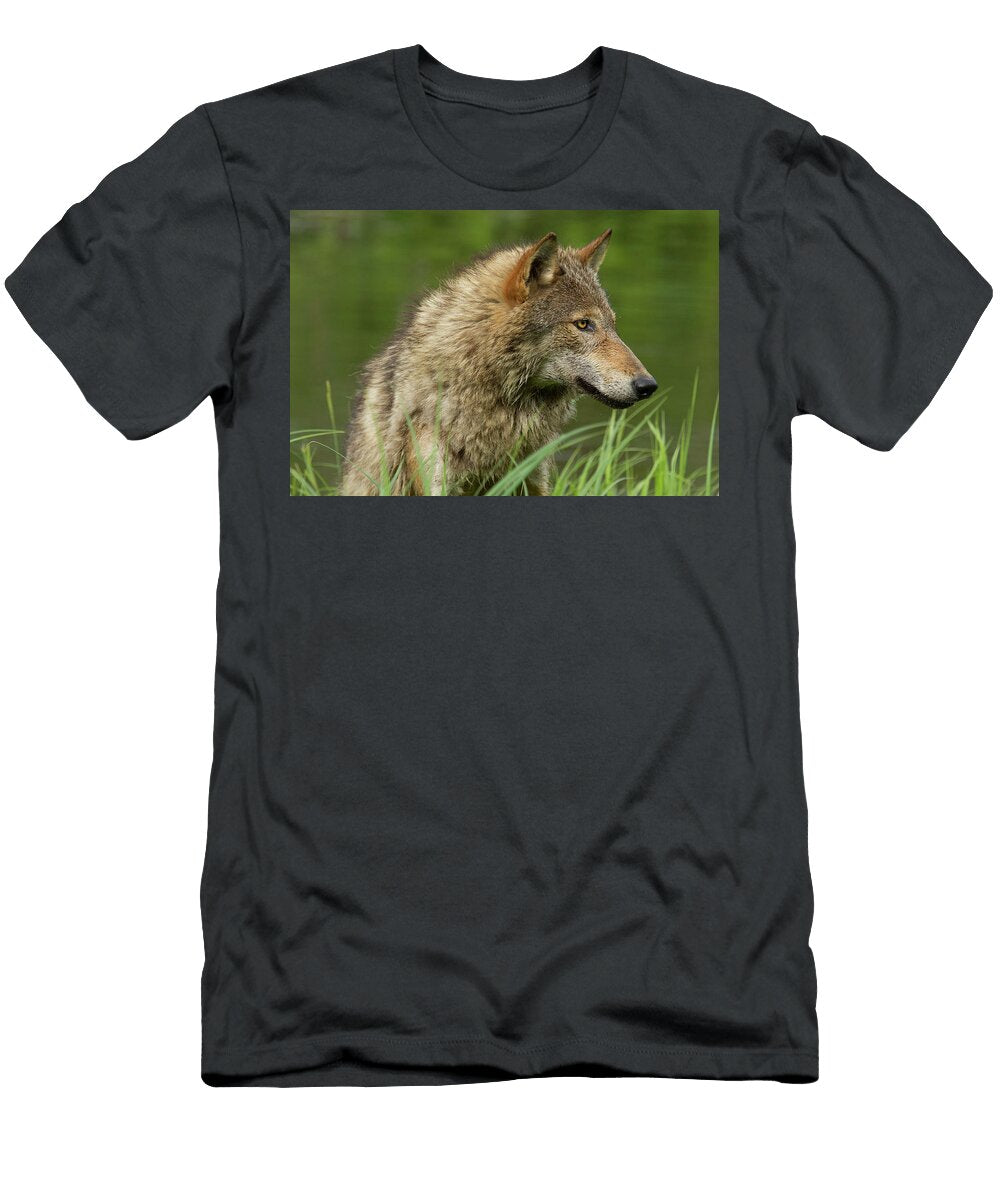Adult Coyote Canis Latrans Debbie Dicarlo T-Shirt