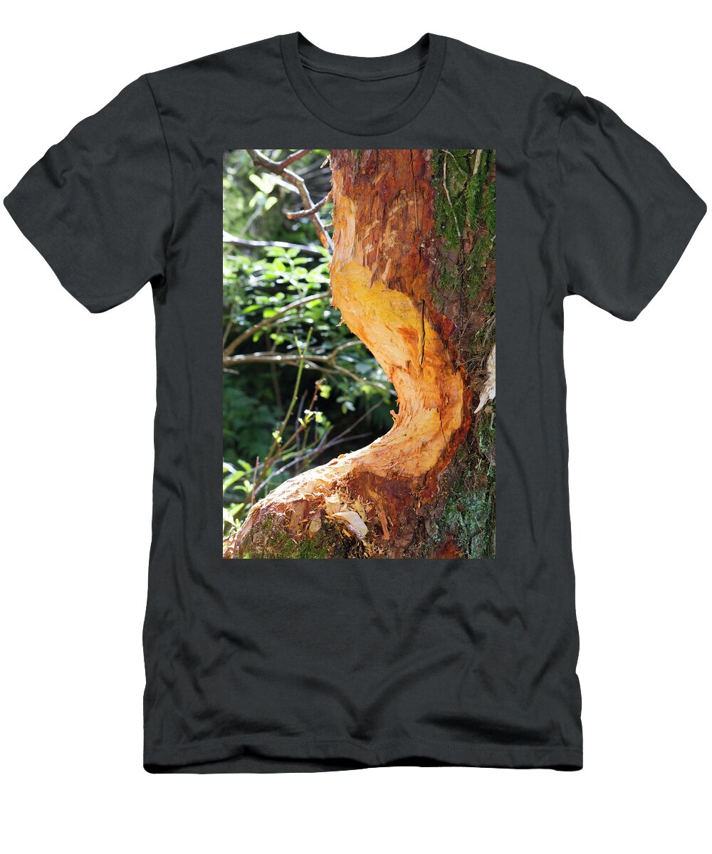 Alder Tree Eaten At Its Base By Beaver Bevis Trust David Woodfall Natureplcom T-Shirt