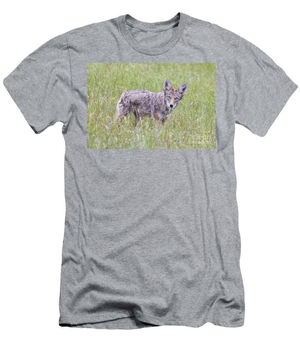 Alert Coyote Standing Still and Looking At Camera Yuval Helfman T-Shirt