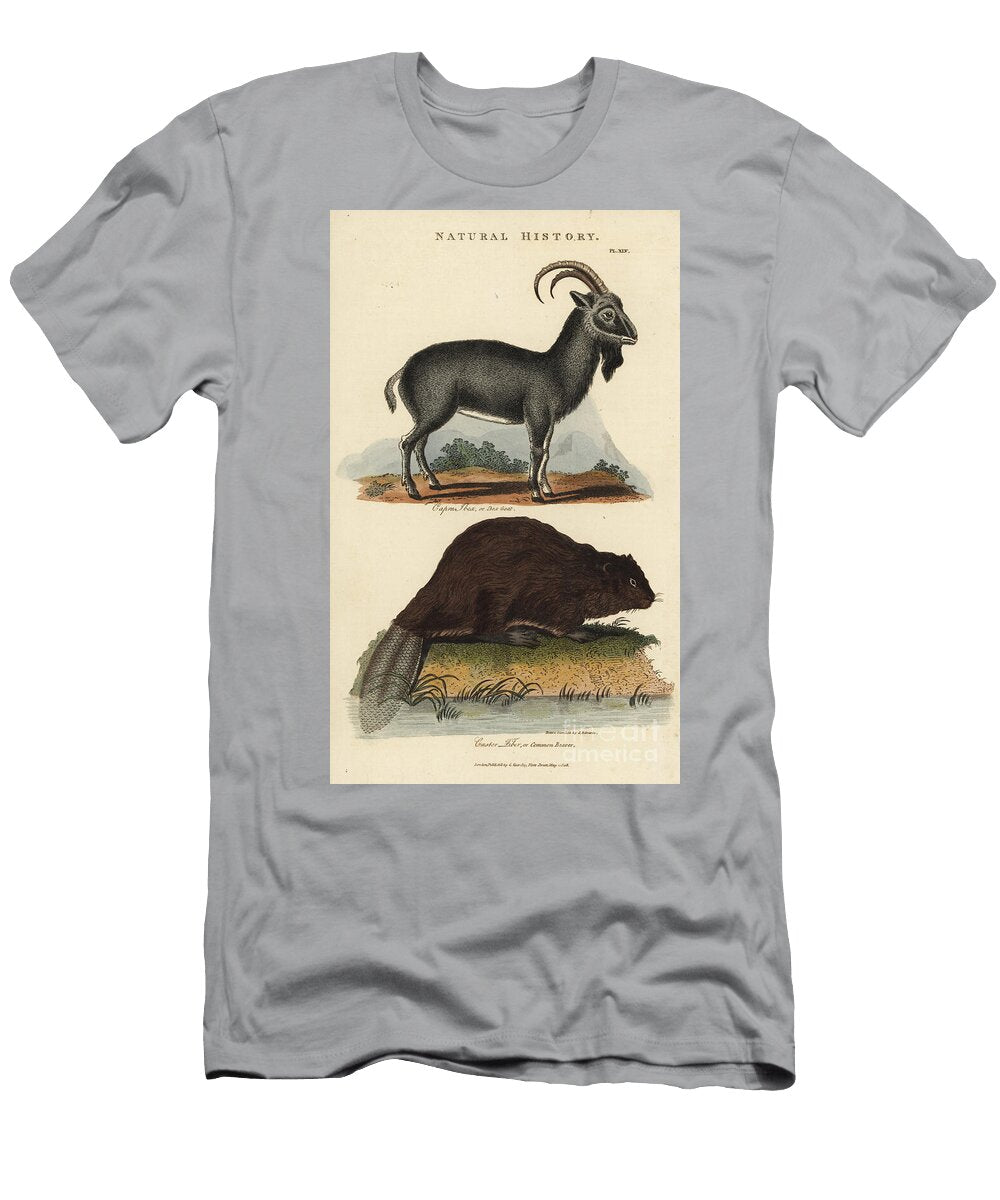 Alpine Ibex and European Beaver or Common Beaver Alpine Ibex Goat Capra Ibex and Common Eurasian Beaver Castor Fiber Sydenham Teast Edwards T-Shirt