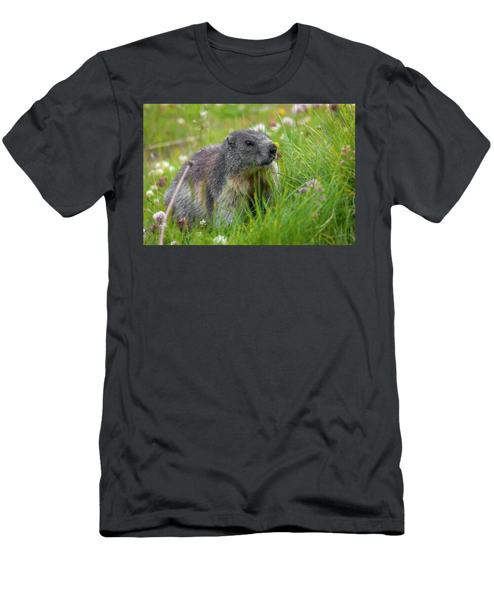 Alpine Marmot Giorgio Filippini T-Shirt