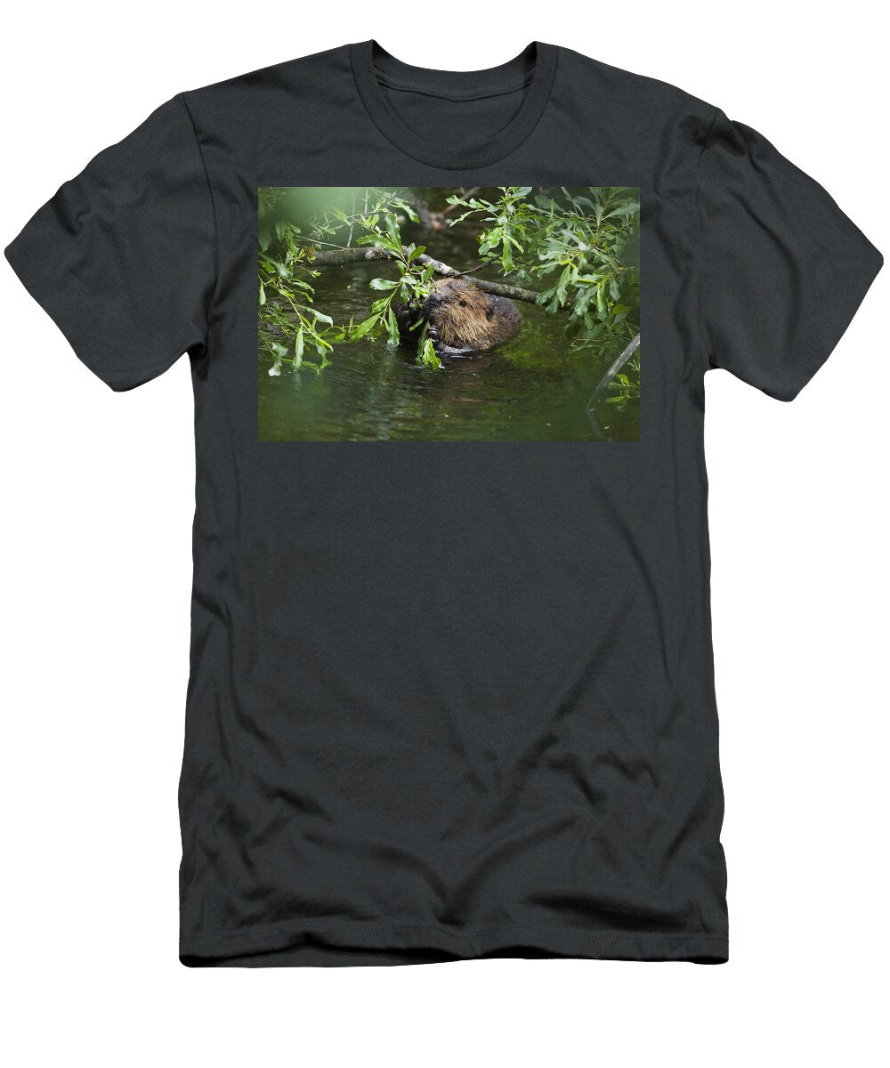 American Beaver Eating Willow Alaska Konrad Wothe T-Shirt