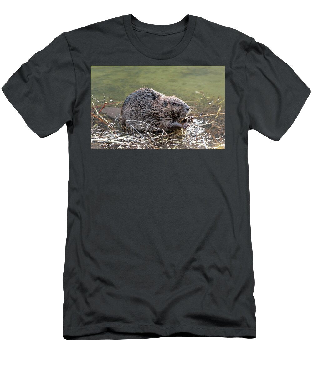 American Beaver Feeding on Twig Gunnison River Colorado Charlie Summers Natureplcom T-Shirt