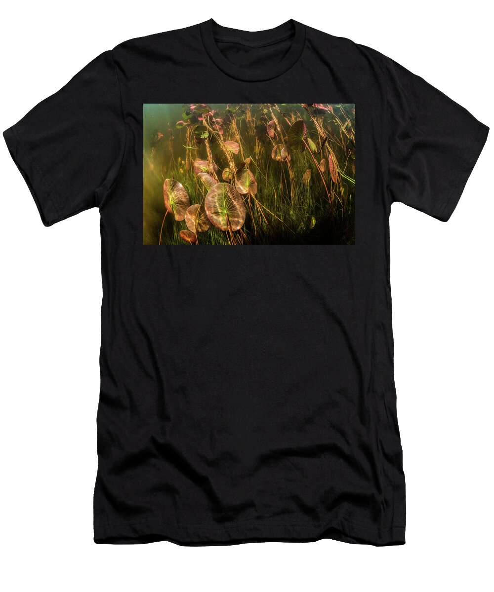 American White Water Lily Growing St Marys River Nova Nick Hawkins Natureplcom T-Shirt