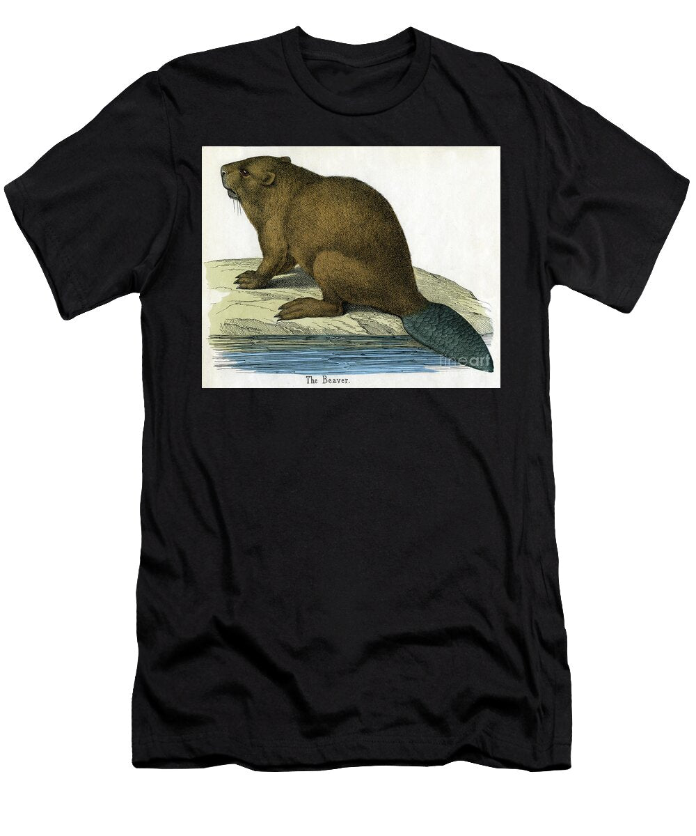 Antique Print of a Beaver 1859 American School T-Shirt