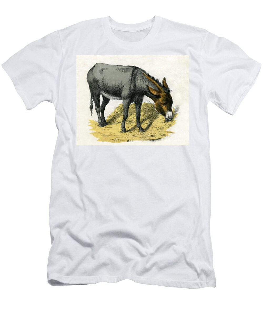 Ass From the Natural History of Animals 1859 American School T-Shirt