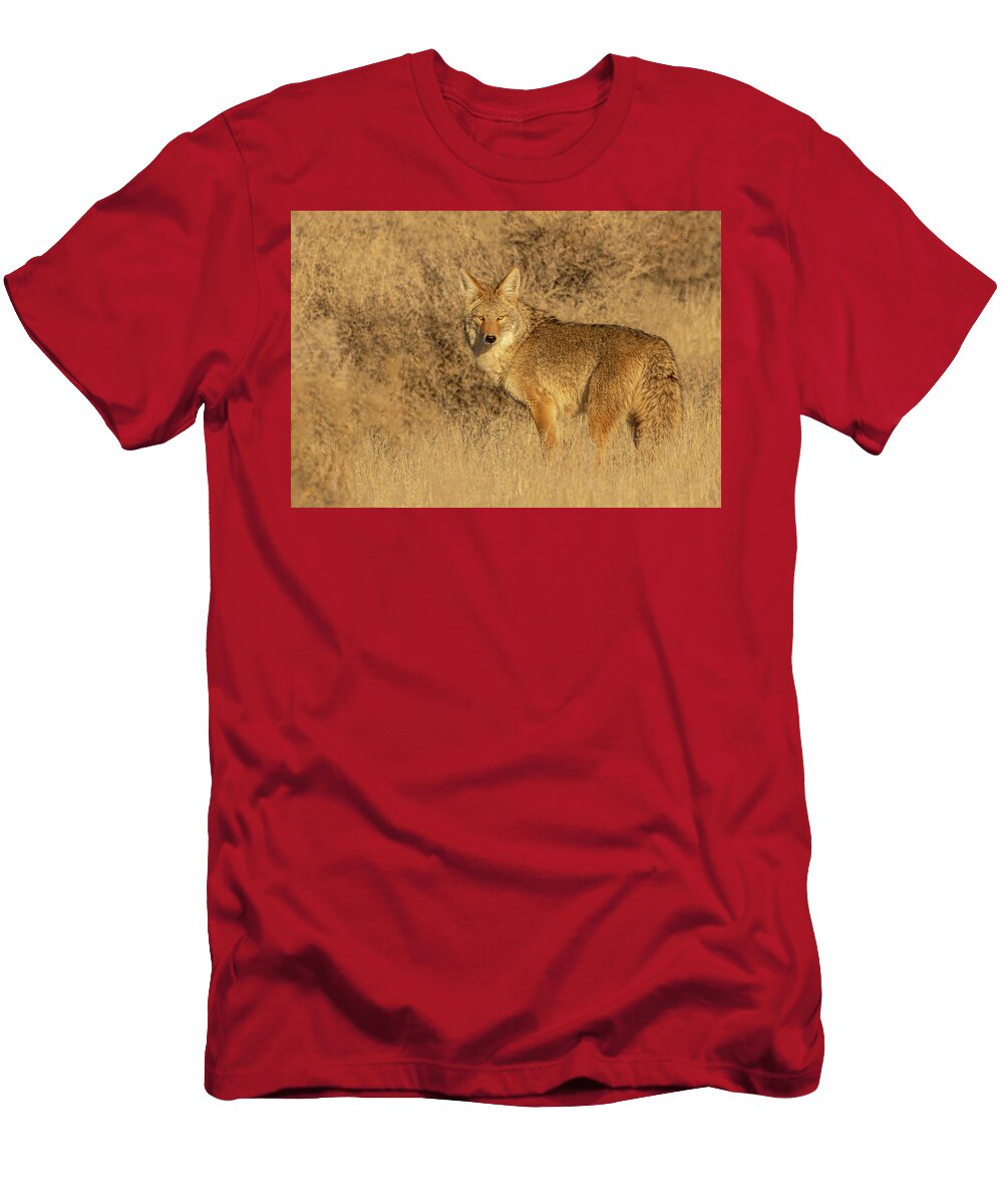 Beautiful Winter Coyote Kent Keller T-Shirt