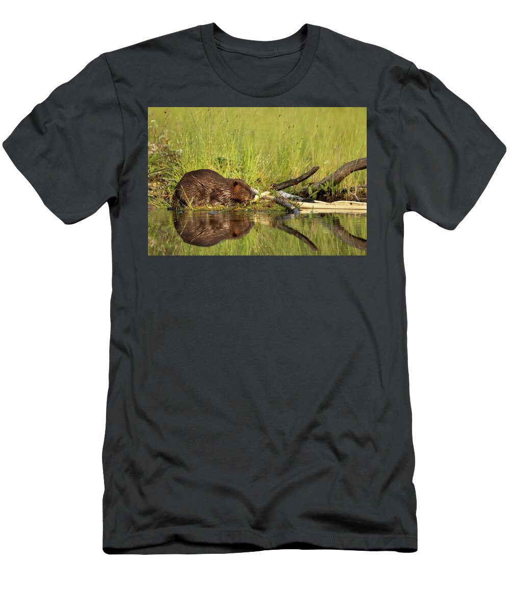 Beaver Adult Feeding Along the Waters Edge Finland Danny Green Natureplcom T-Shirt