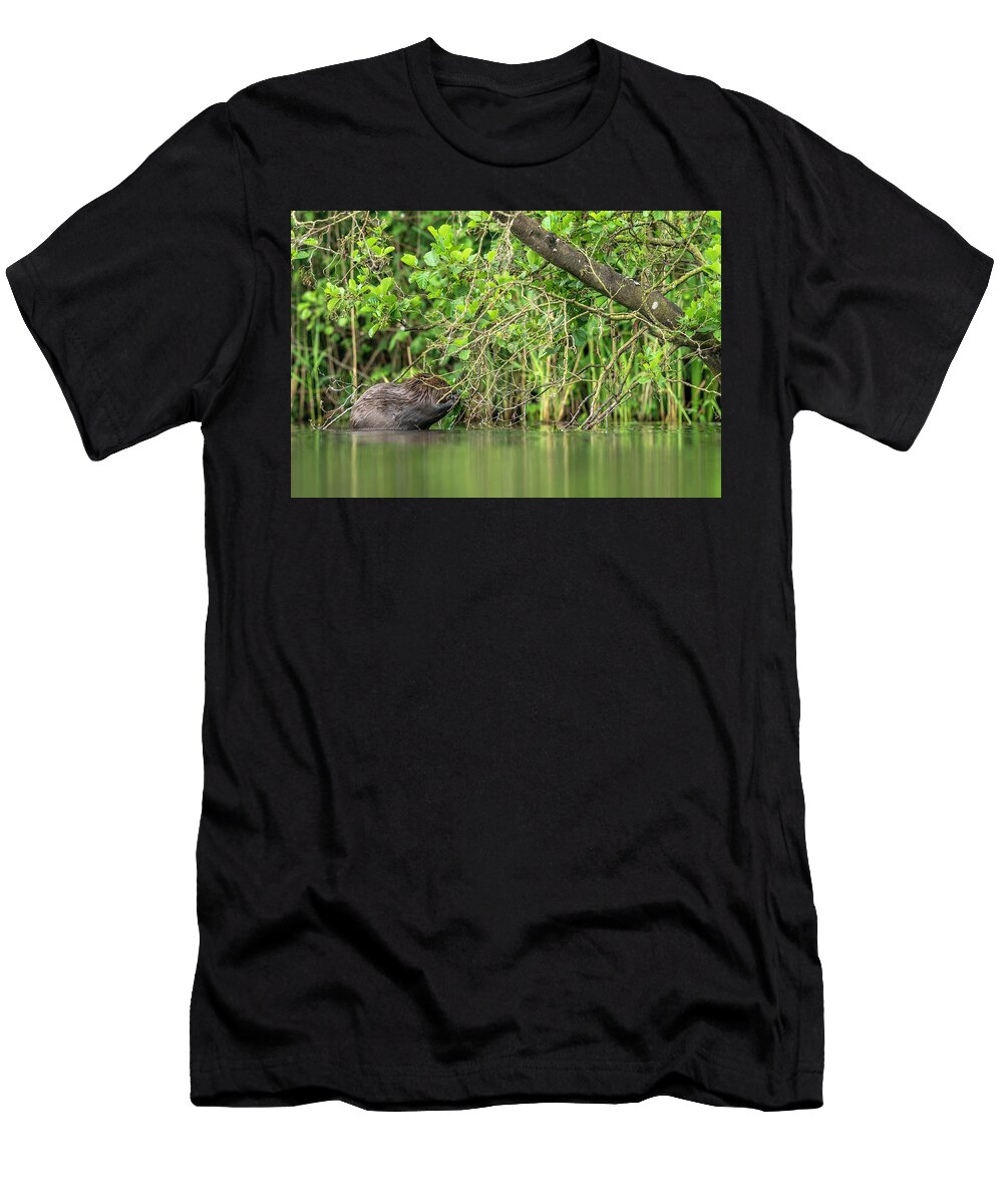 Beaver At Waters Edge the Netherlands David Pattyn Natureplcom T-Shirt